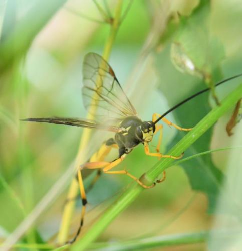 Diphyus quadripunctorius
